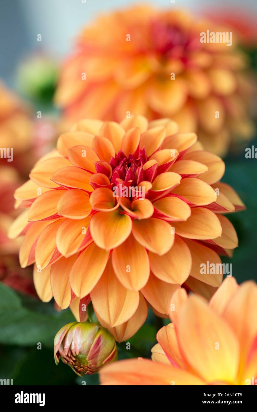 DAHLIA 'GRANDAHLIA ORANGE' Stock Photo Alamy