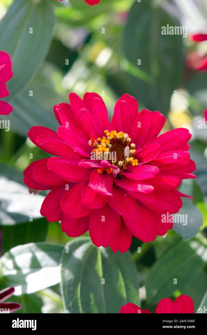 ZINNIA 'PROFUSION DOUBLE HOT CHERRY' Stock Photo Alamy