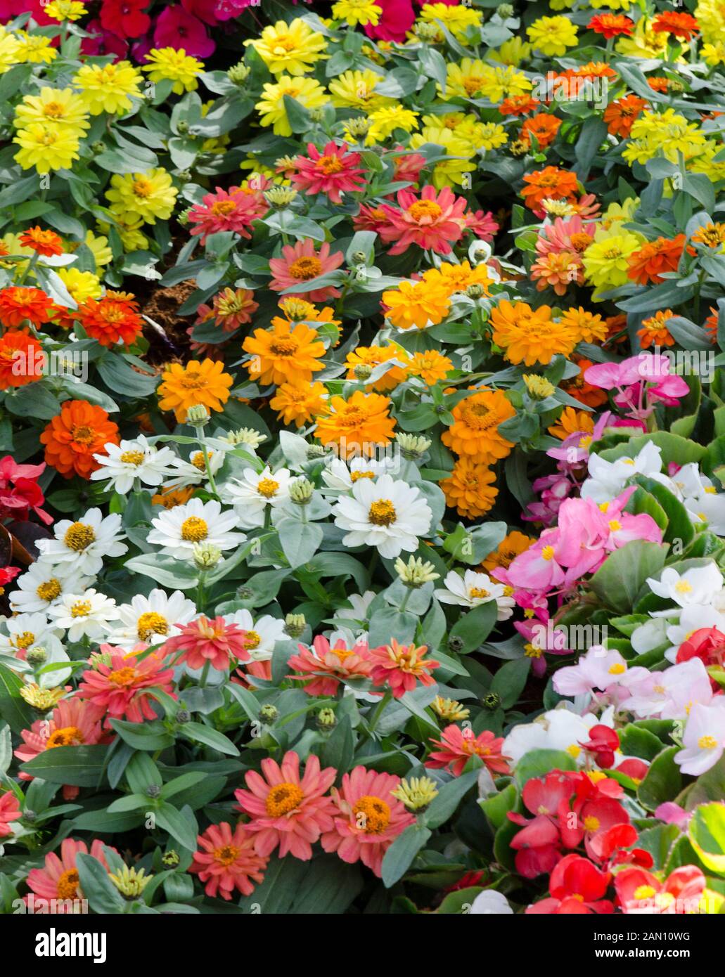 ZINNIA 'PROFUSION DOUBLE MIX' Stock Photo Alamy