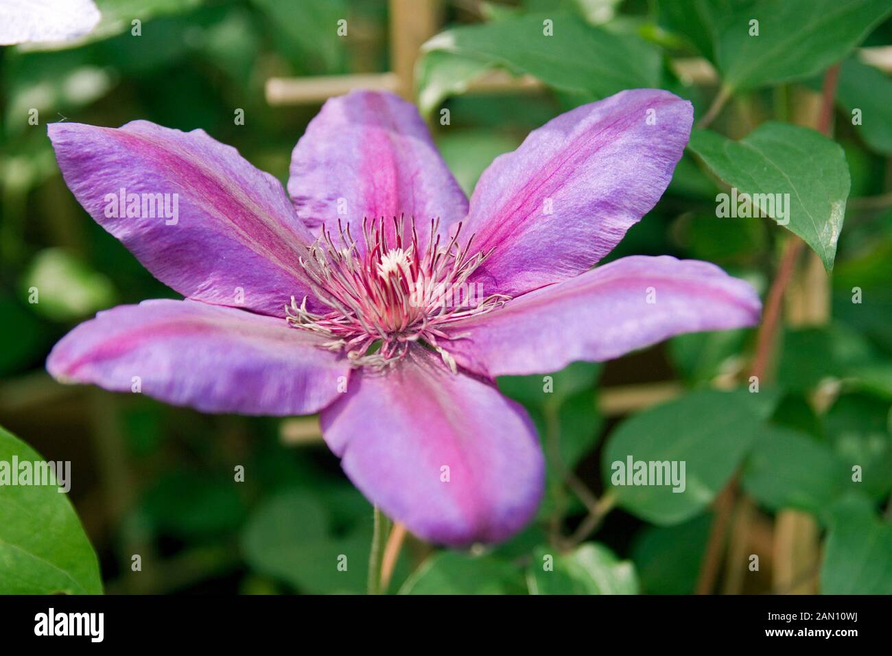 Clematis pink dwarf hires stock photography and images Alamy