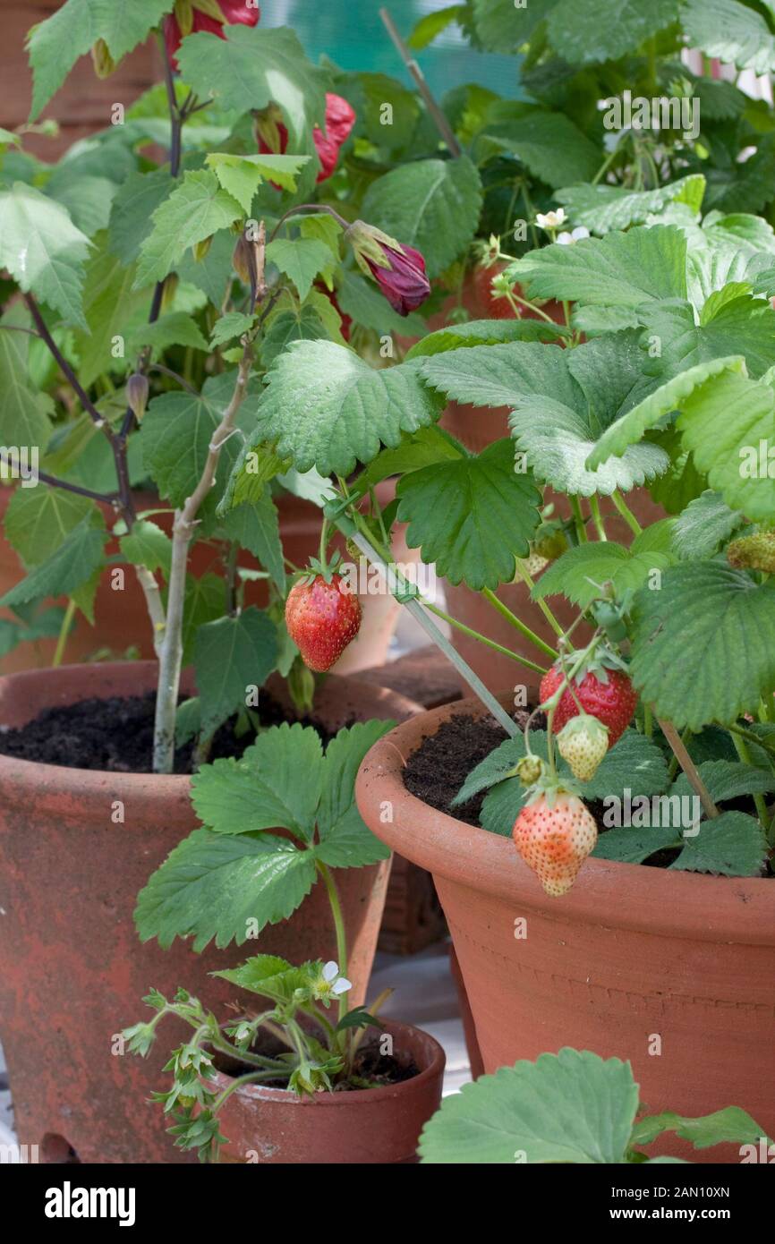 Terracotta strawberry pot hires stock photography and images Alamy
