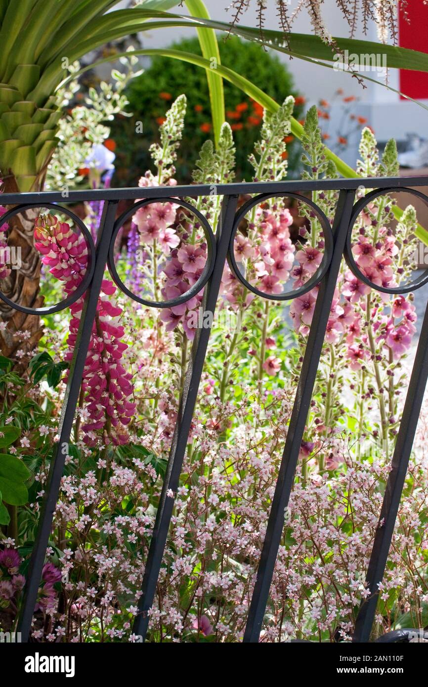 METAL GATE WITH LUPINS AND VERBASCUM Stock Photo