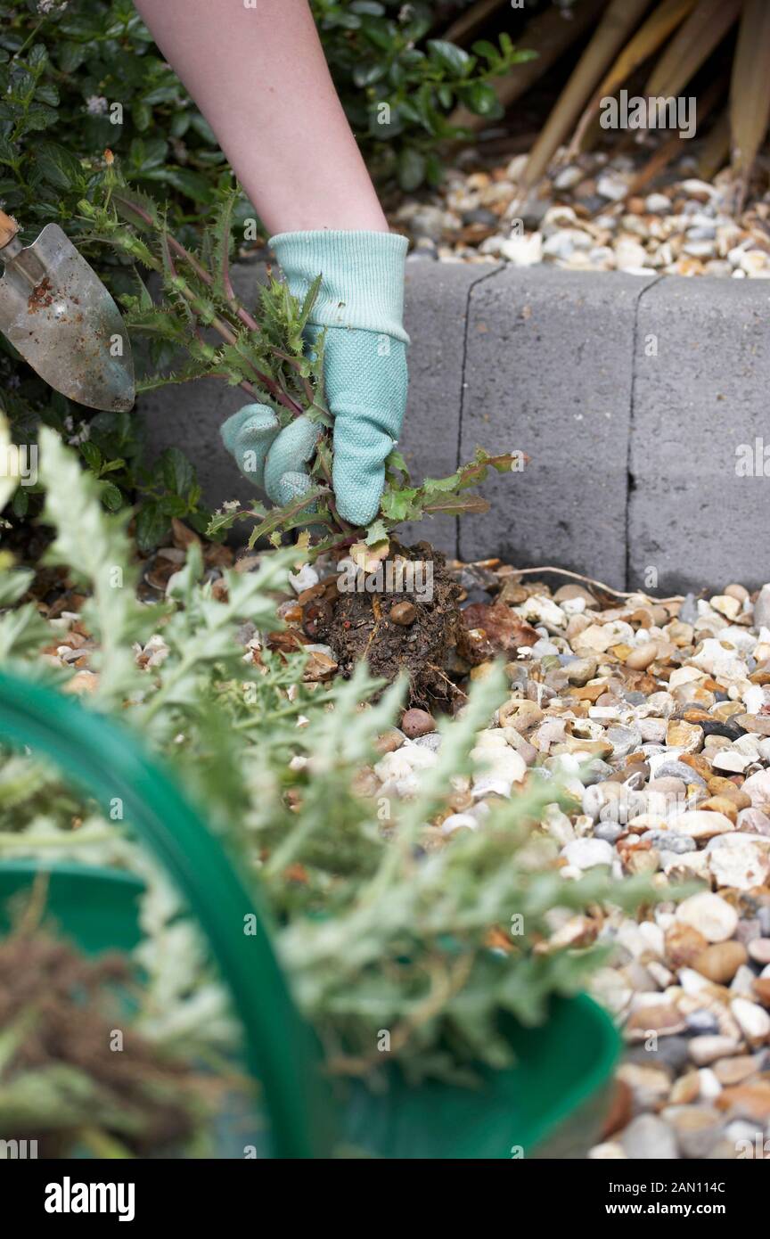REMOVING WEEDS FROM GRAVEL Stock Photo Alamy