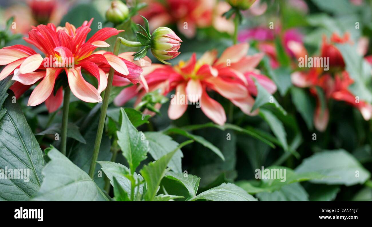 Dahlia gallery hi-res stock photography and images - Alamy