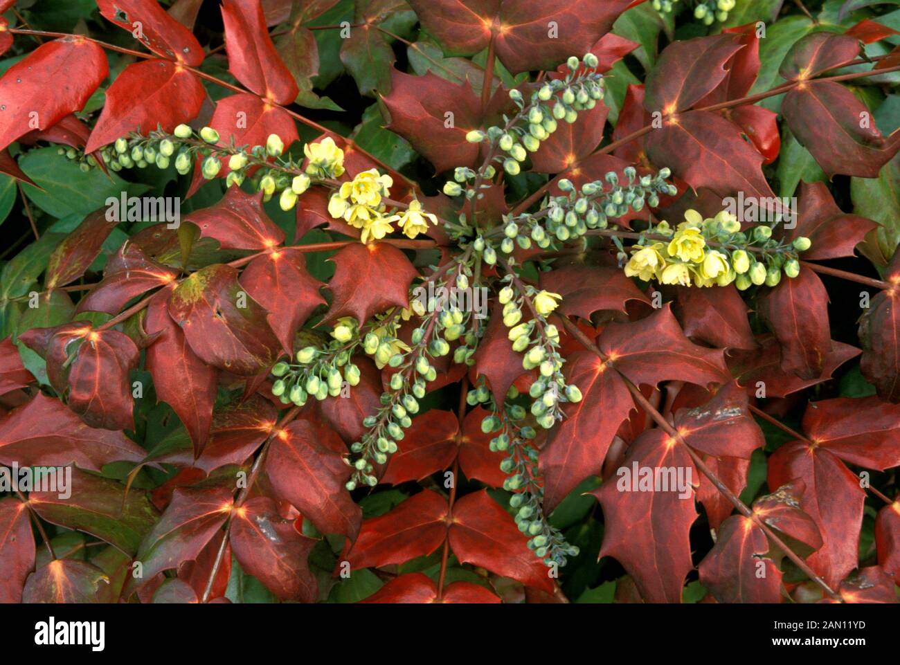 MAHONIA JAPONICA  FLOWERS AND FOLIAGE Stock Photo