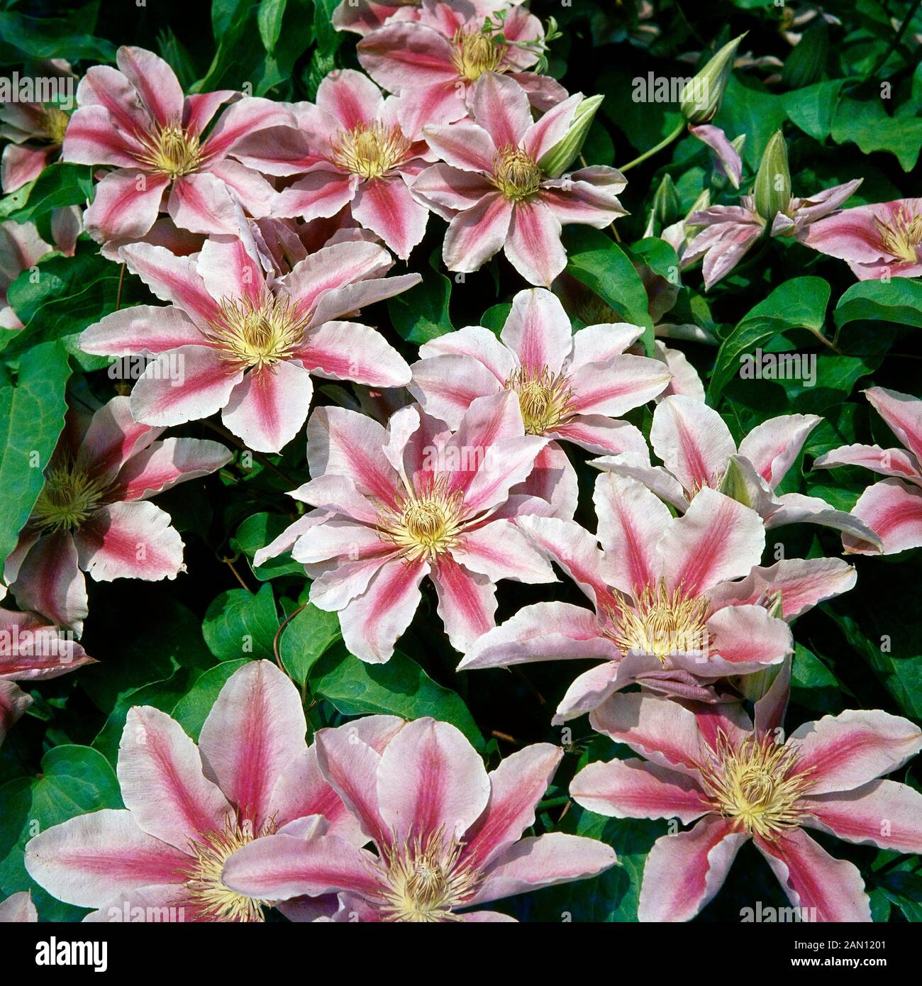 CLEMATIS ''BEES JUBILEE'' Stock Photo - Alamy