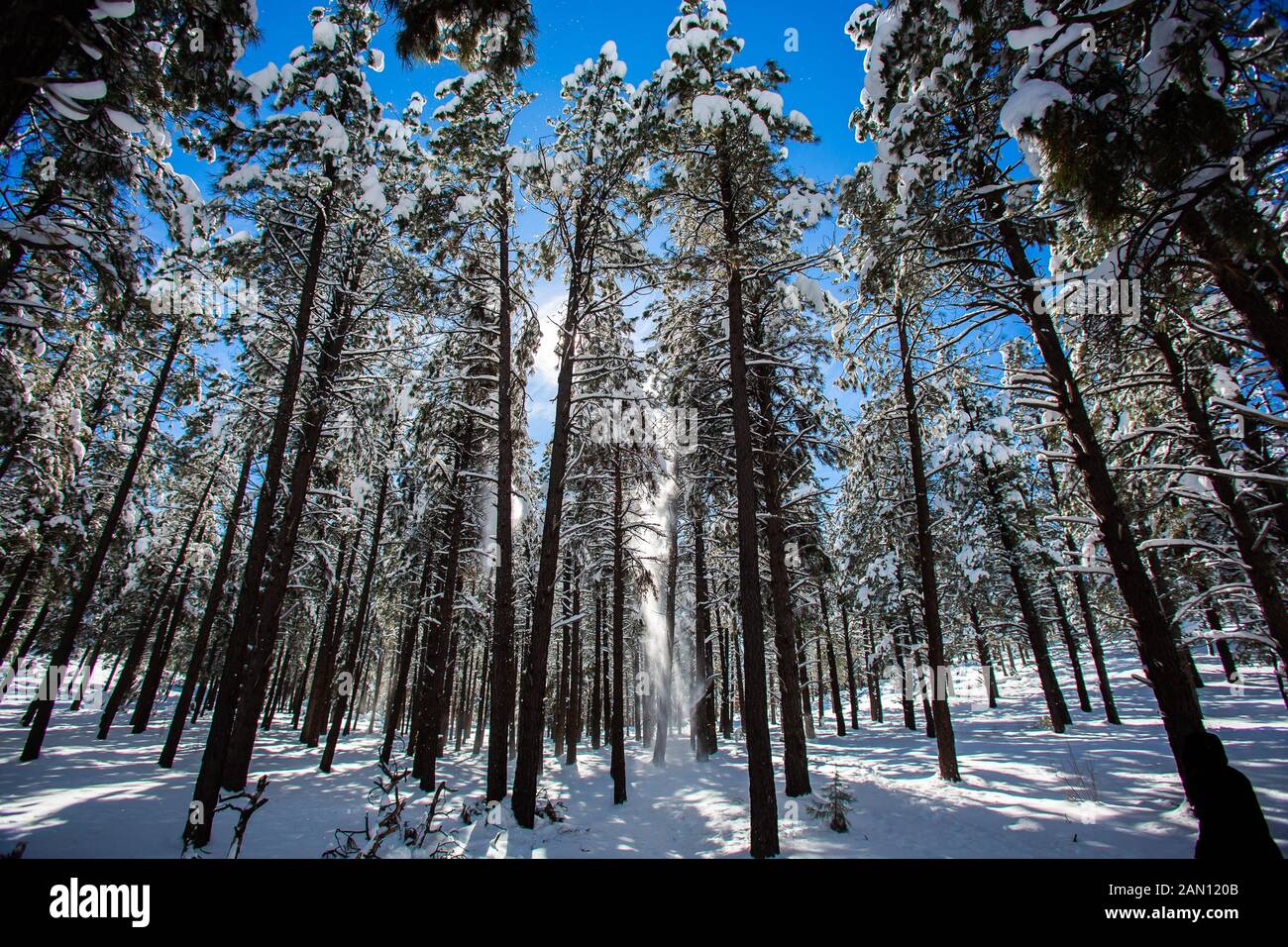 Sledding and enjoying snow in Williams, Arizona Stock Photo Alamy