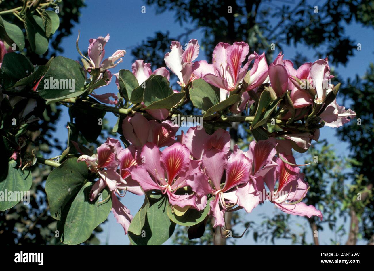 BAUHINIA ORCHID TREE WITH PINK FLOWERS ALONG THE BRANCHES AND BLUE SKY BEHIND. Stock Photo