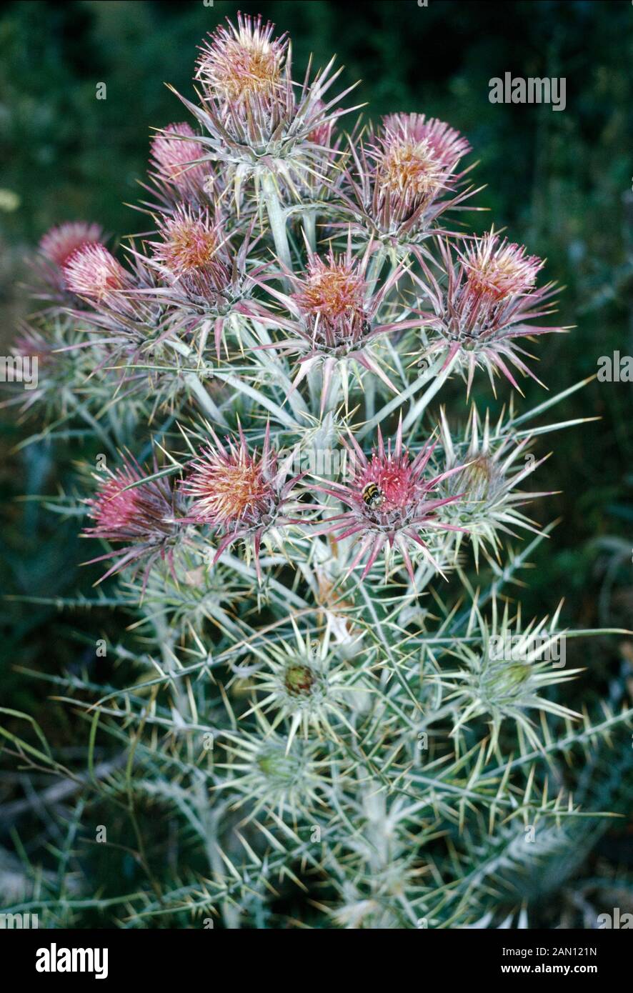 PTILOSTEMON AFER   SYN. CIRSIUM DIACANTHUS.ONCE ITS SEED IS SET   ITS DIES. Stock Photo