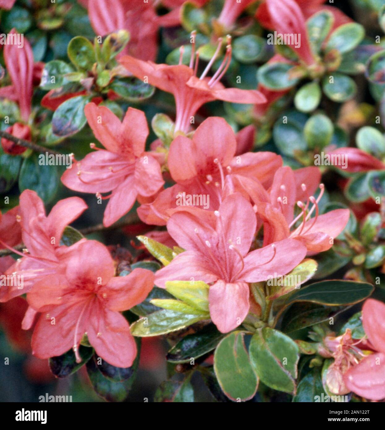 Rhododendron 'Sakata Red'  (Syn. Azalea 'Kurume Red') Stock Photo