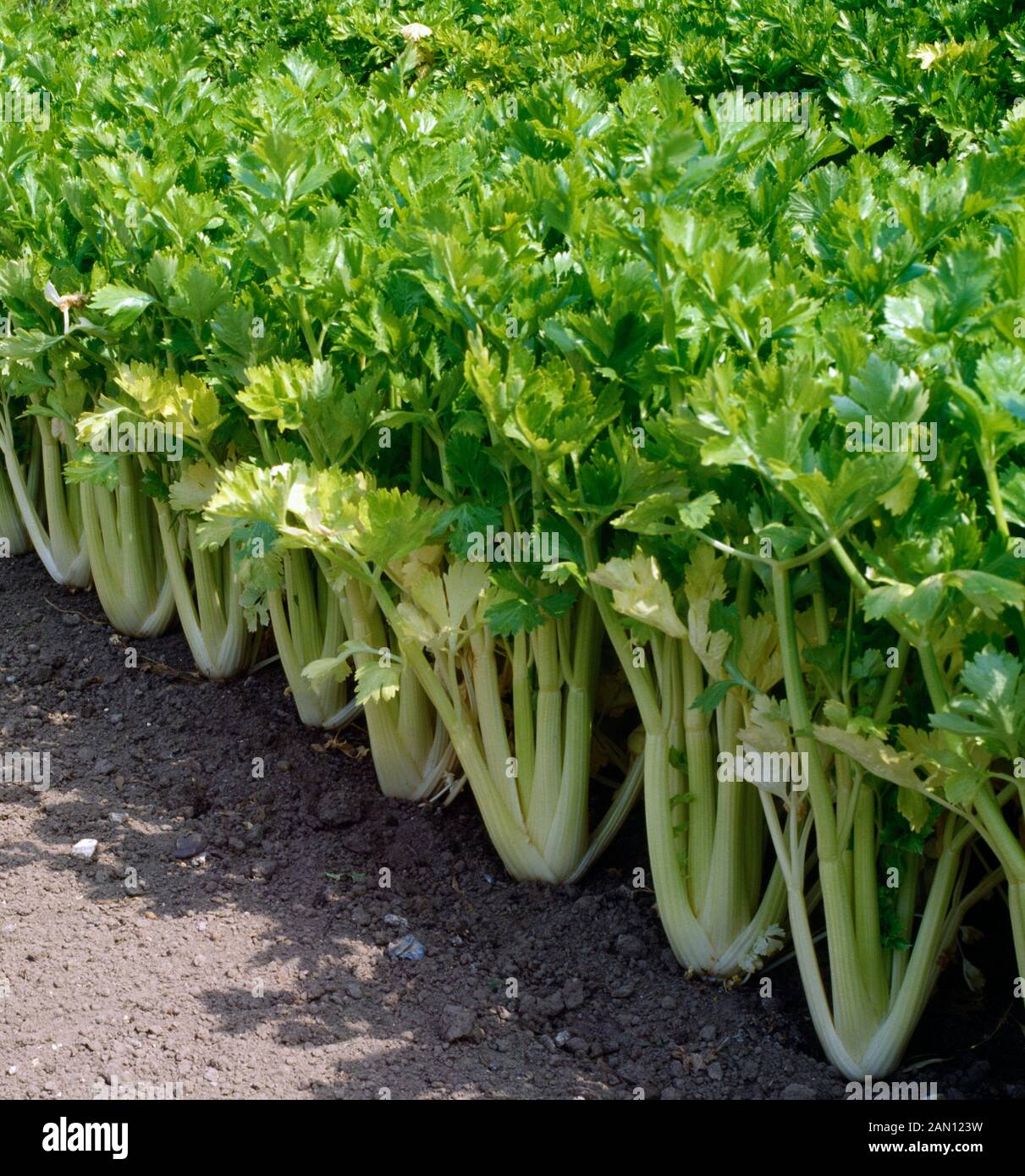 SELF BLANCHING CELERY IN CULTIVATION  (APIUM GRAVEOLENS) Stock Photo