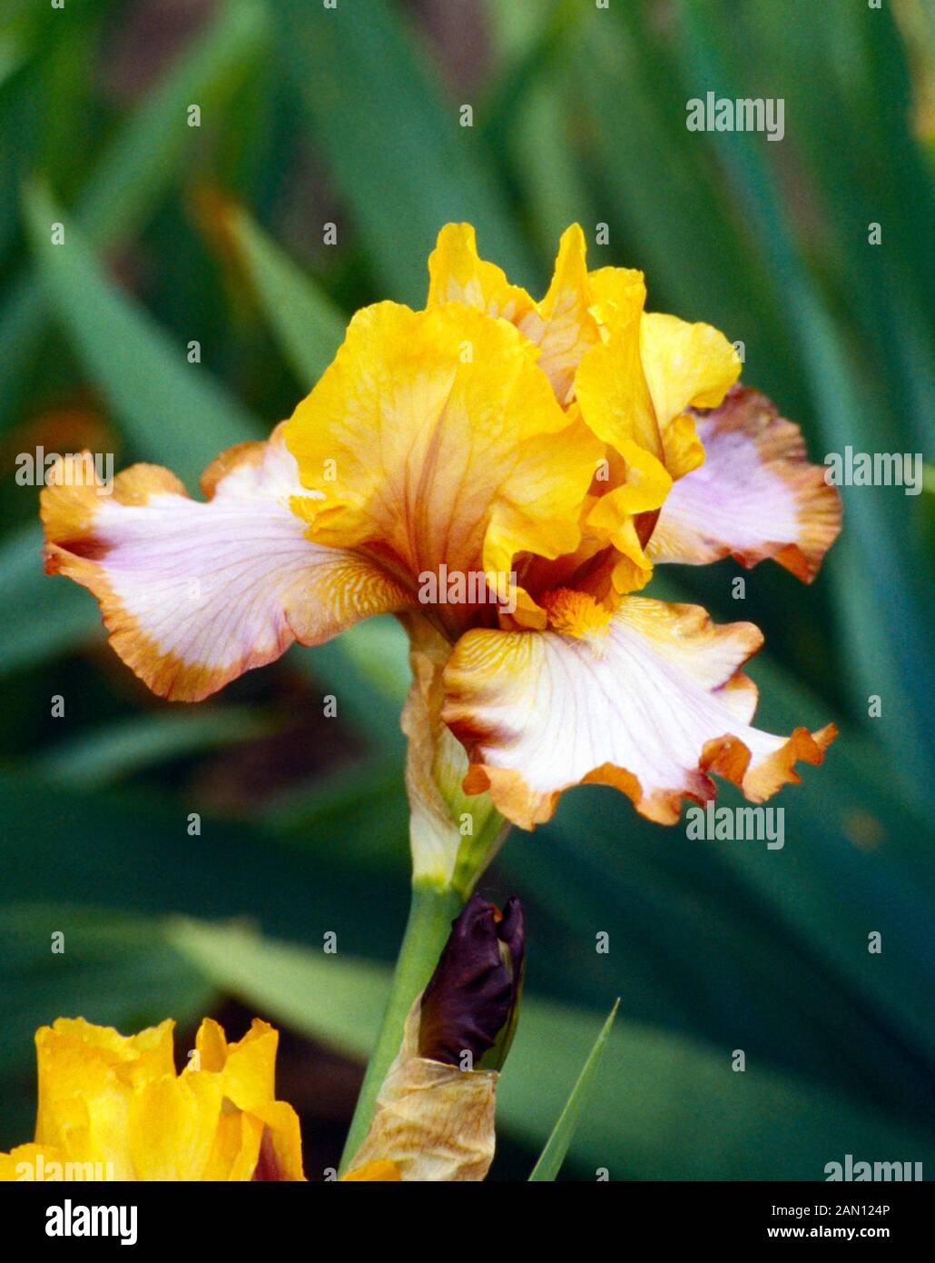 Bearded iris border hi-res stock photography and images - Alamy