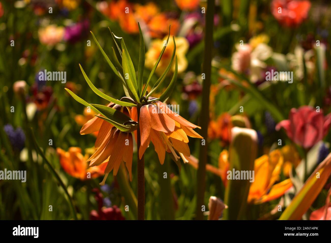 Orange Fritillaria imperialis blooming in Keukenhof gardens the Netherlands Stock Photo