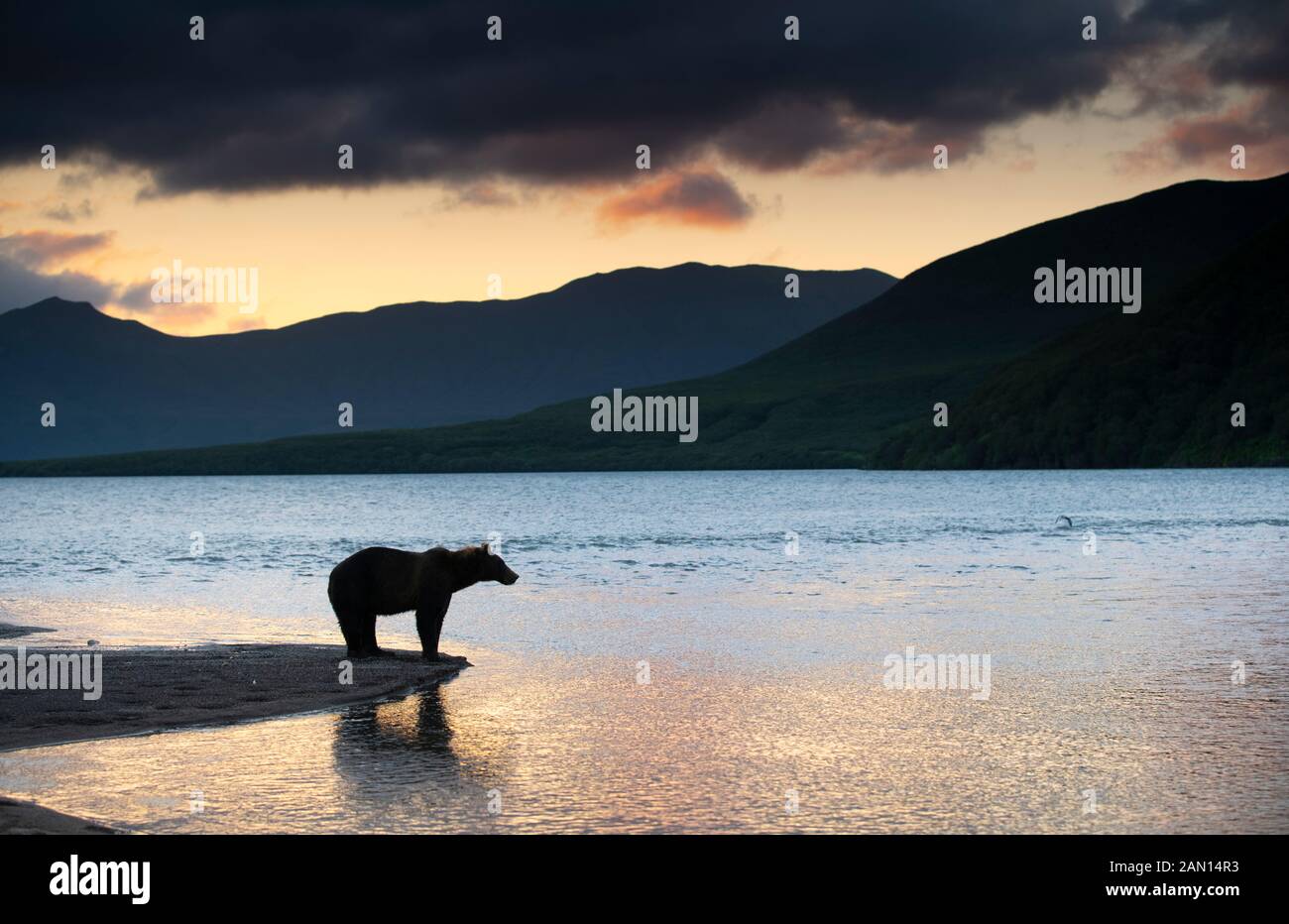 Kamchatka brown-bear at Kurile Lake, Russia Stock Photo