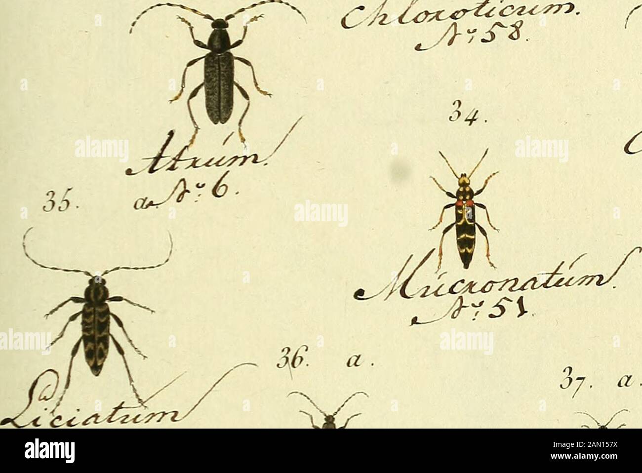 Entomologie, ou, Histoire naturelle des insectes : avec leurs caractères génériques et spécifiques, leur description, leur synonymie, et leur enluminée . /. 36. l,. Stock Photo