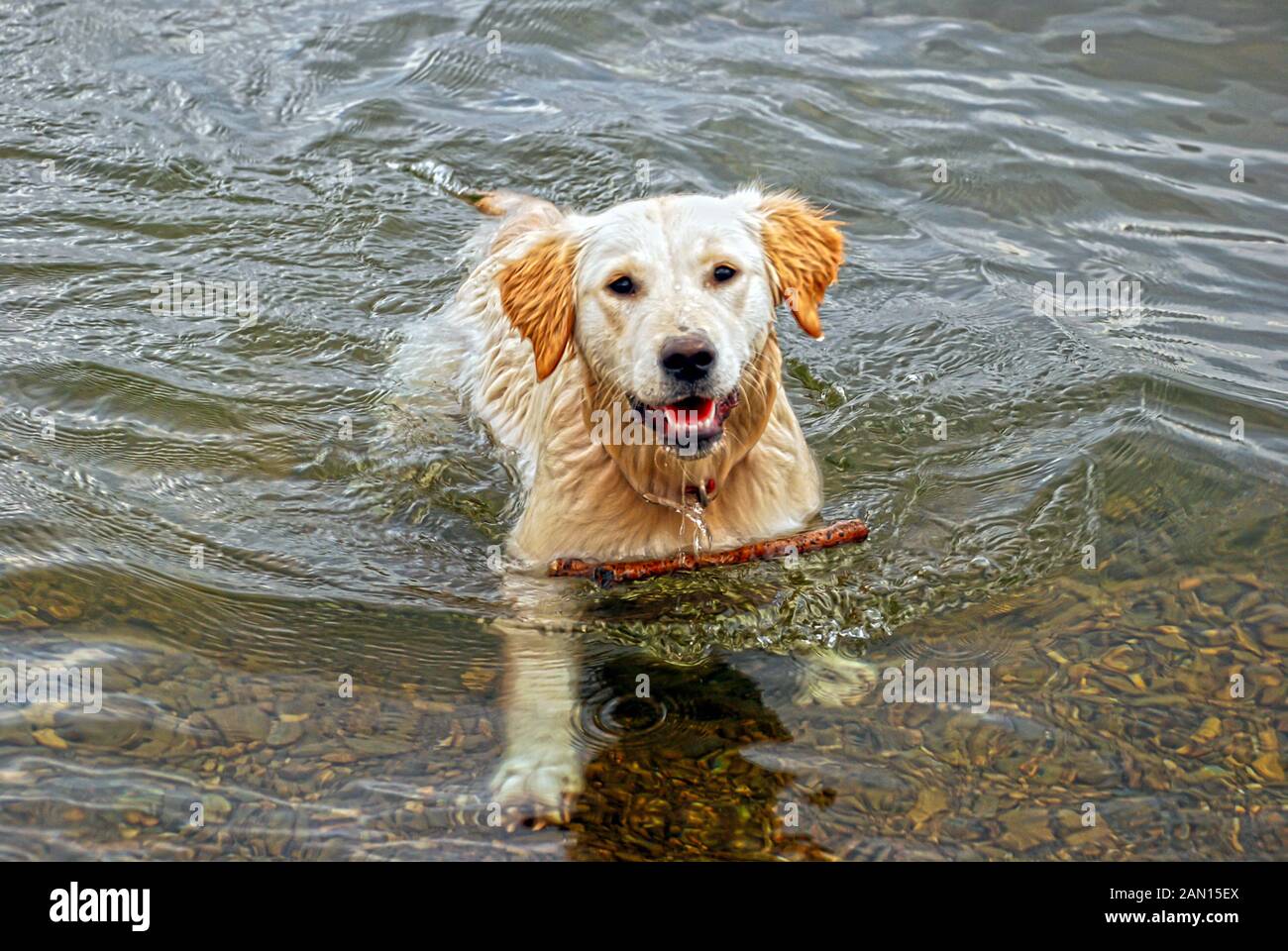 Can Dogs Go Under Water
