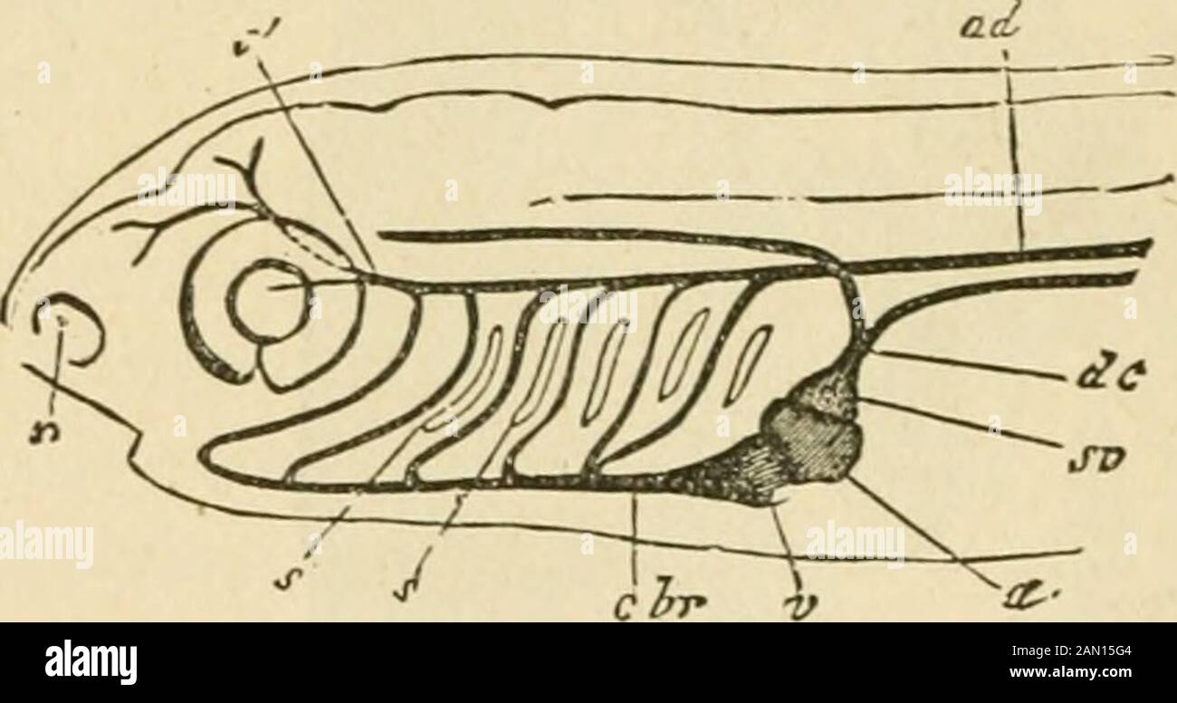 The laws and mechanics of circulation, with the principle involved in animal movement . ine ; g, biliaryduct; n, the testis ; o,p, vas deferens ; k, intromittent organ; s, openings com-municating with the peritoneal cavity ; I, claspers.—Owen. 400 PLAN OF THE CIRCULATION IN FISHES.. For force and speed of locomotion (the one involving theother), the fishes eclipse all the branchiata ; but since thia in-volves the more rapid oxygenation of the blood, the specialarrangements which obtain for effecting it, are at once madeintelligible. For this purpose, the respiratory surface is am-plified by th Stock Photo