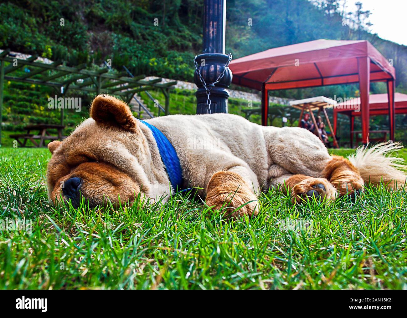 https://c8.alamy.com/comp/2AN15K2/beautiful-dog-chow-chow-in-the-park-chow-chow-breed-dog-sleeping-on-grass-2AN15K2.jpg