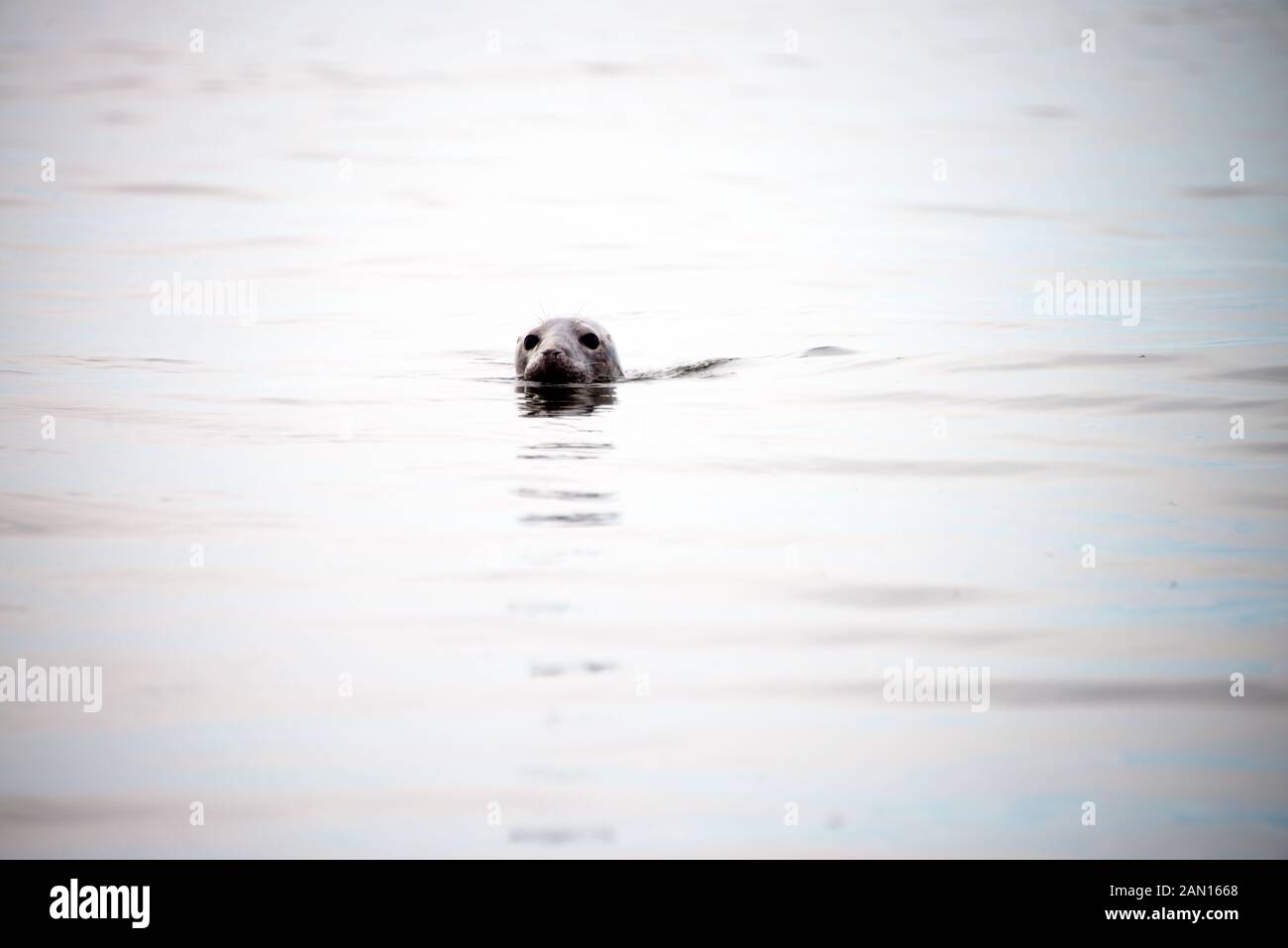 Sea lion or Harbor seal-Phoca vitulina-on the scandinavian cold sea. Harbour seals population thriving the Sea. common seal - pinniped walruses, eared Stock Photo