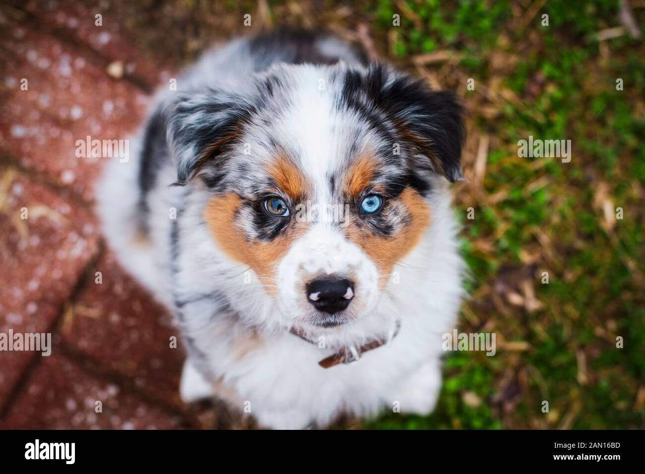Australian shepherd dog blue eyes online