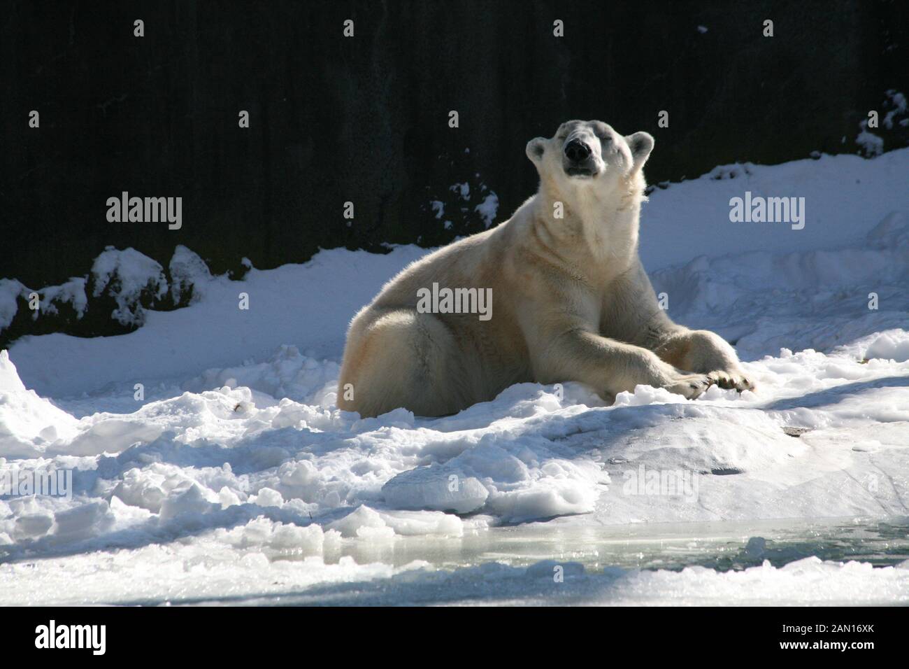 polar bear enjoying some sunshine Next to some water Stock Photo - Alamy