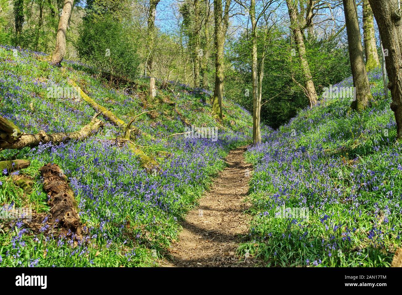 English wood hi-res stock photography and images - Alamy