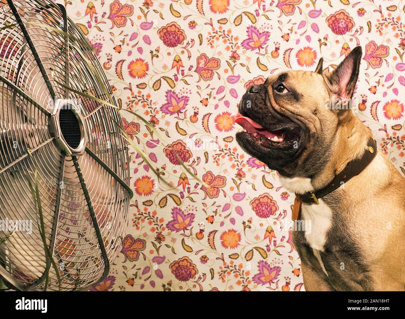 Do Dogs Like Electric Fans