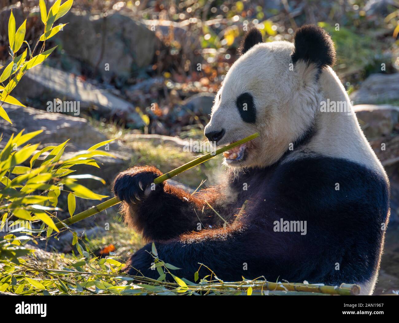 VIENNA, AUSTRIA - DECEMBER 30: Panda Yang Yang eats bamboo at the Schonbrunn Zoo (in German: Tiergarten Schönbrunn) on December 30, 2019 in Vienna, Austria. Stock Photo