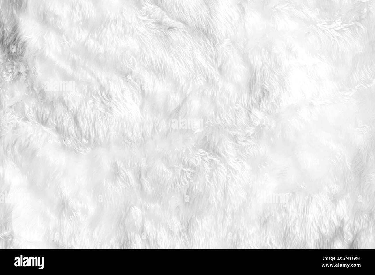 Closeup animal white wool sheep background in top view light natural detail, grey fluffy seamless cotton texture. Wrinkled lamb fur coat skin, rug mat Stock Photo