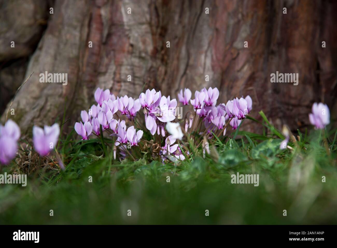 Cyclamen hederifolium Stock Photo