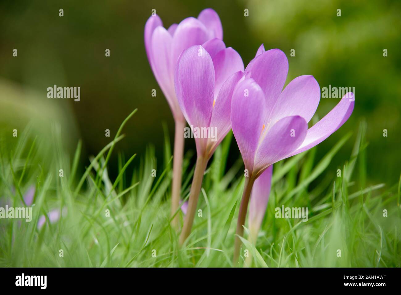 Autumn crocus (Colchicum autumnale) Stock Photo