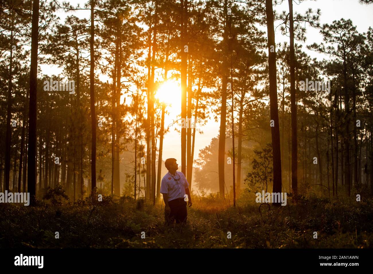 Sunrise in the woods hi-res stock photography and images - Alamy