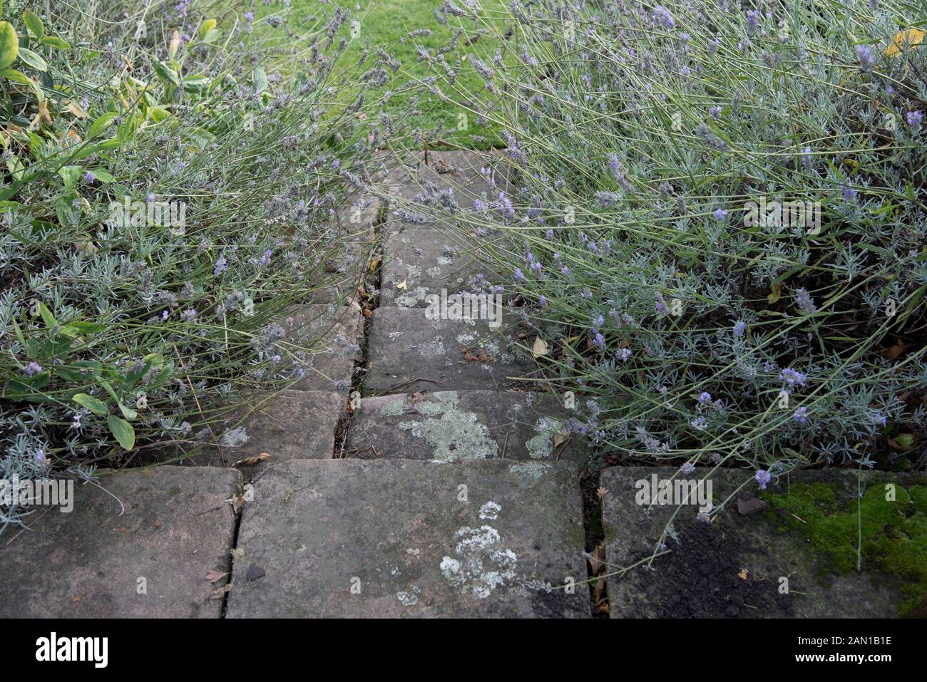 Lavender plants bordering a flag stone path Stock Photo