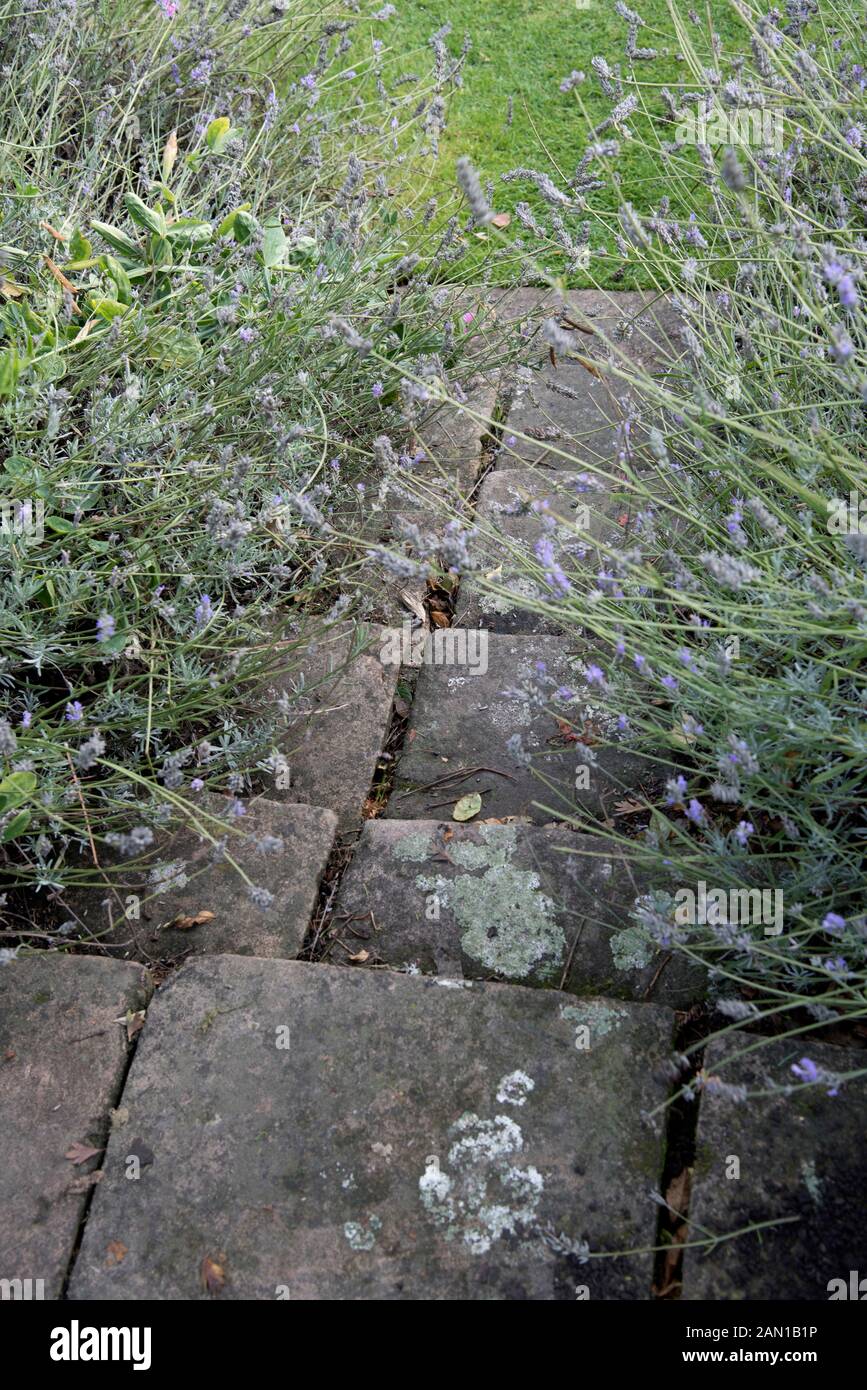 Lavender plants bordering a flag stone path Stock Photo