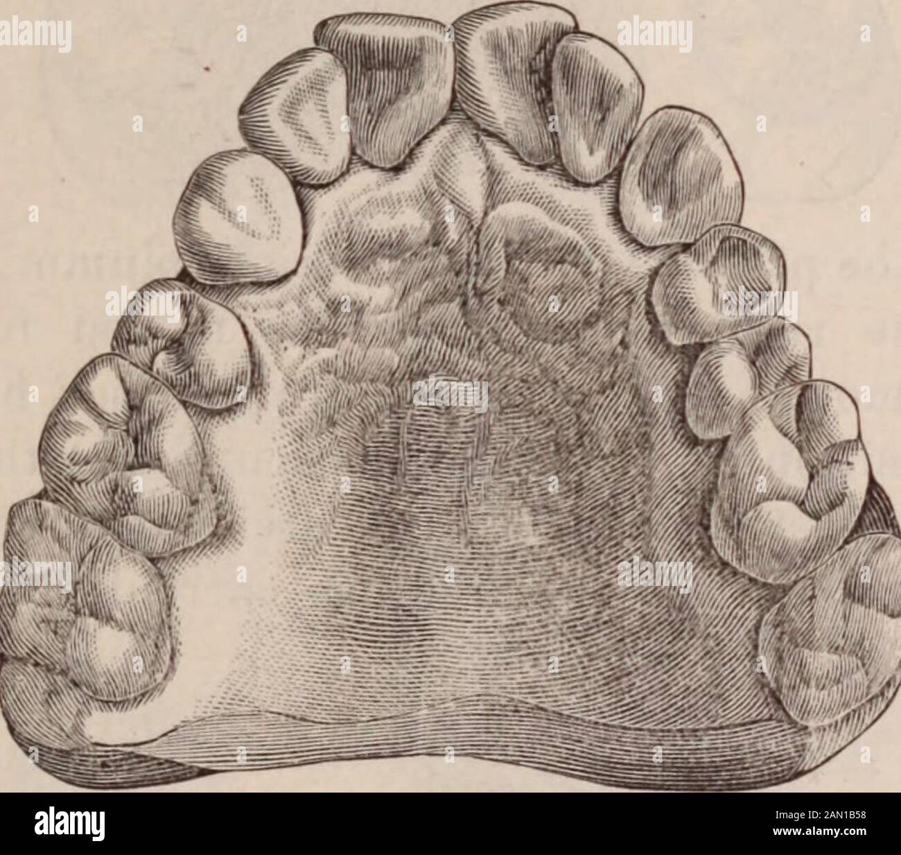 Alveolar Arch Biology Diagrams