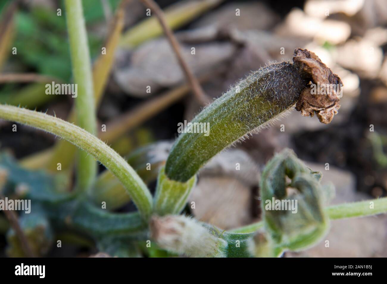 Blossom end rot on a courgette fruit Stock Photo Alamy