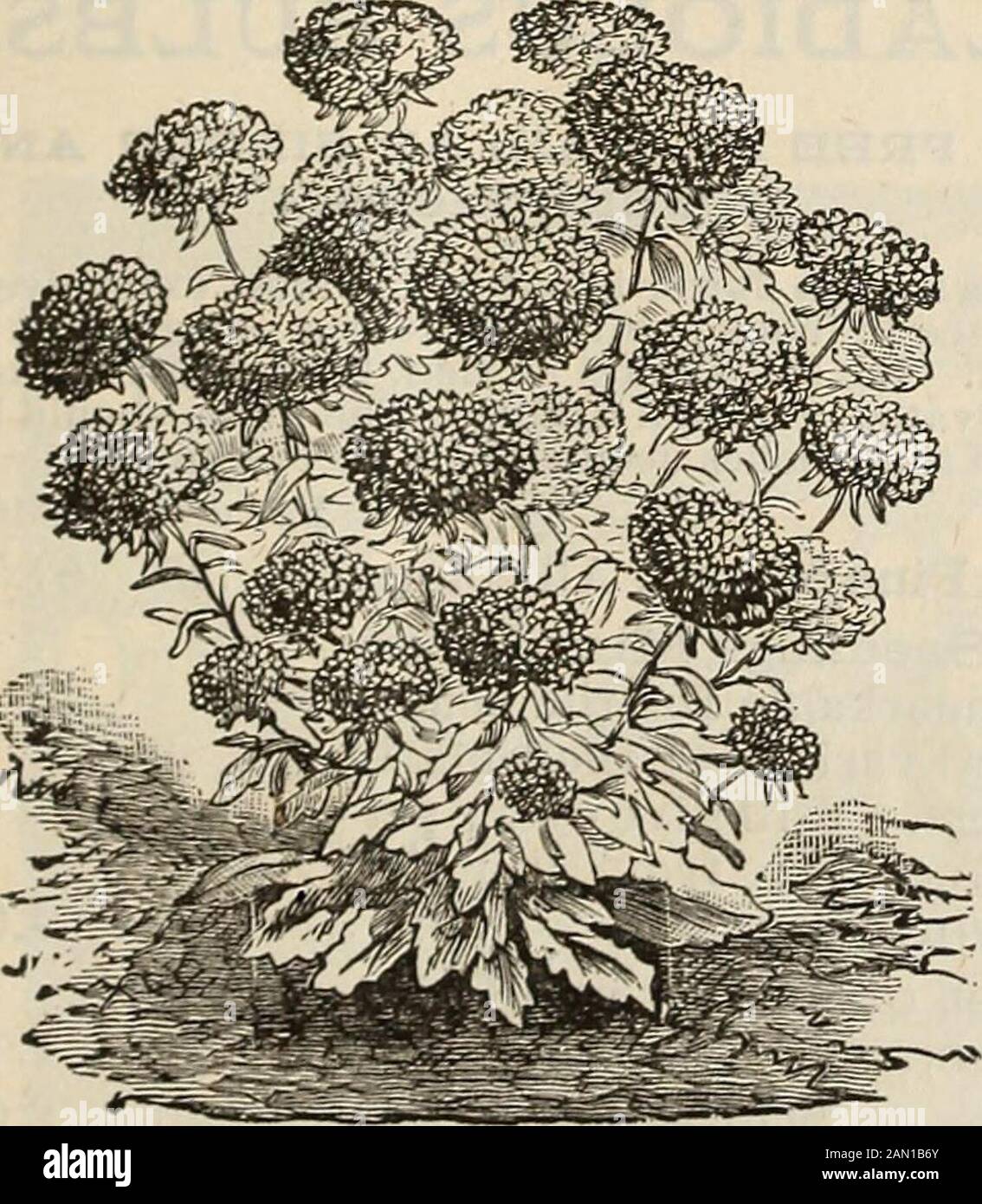 R J Farquhar Co S Catalogue 1894 Reliable Tested Seeds Plants Bulbs Fertilizers Tools Etc Peas Finest Mixed Verbena Mixed And P7izedouble Zinnias Mixed Pictorial Collection H Twenty Four Varieties By