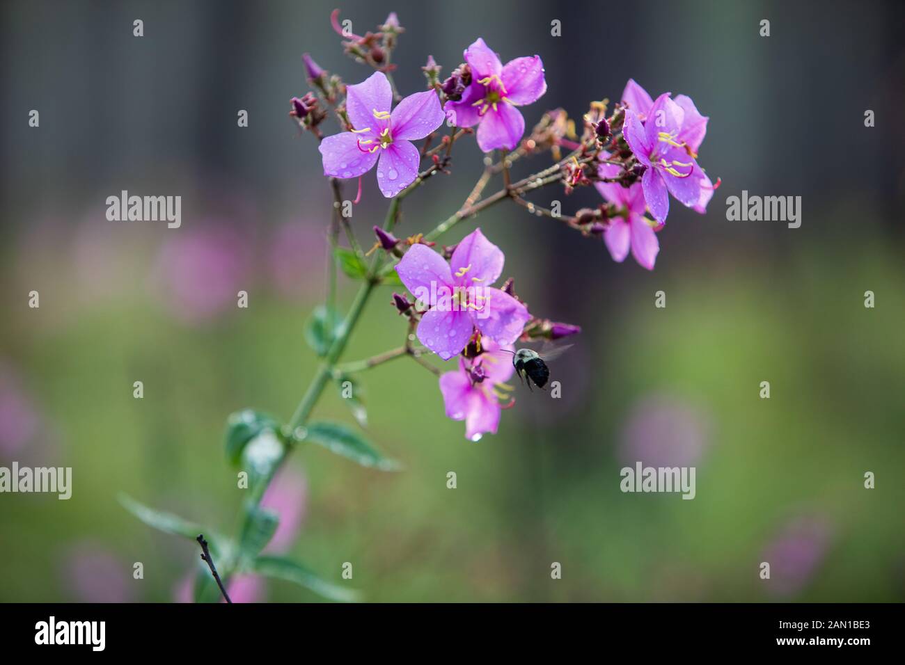 Flower in South Carolina woods Stock Photo