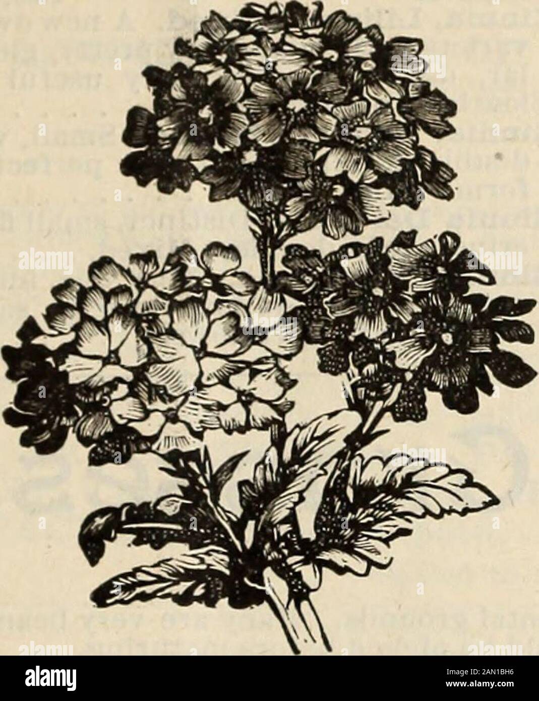 Tuin En Terras Verbena Mammoth Hybrids Mixed Kings Seeds Pictorial Packet Flower Groenten Thinkinganglicans Org Uk