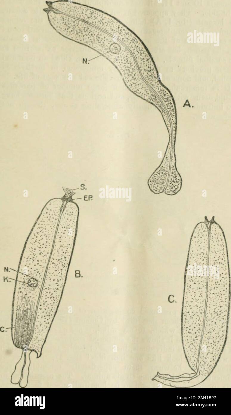 The annals and magazine of natural history : zoology, botany, and geology . , &c.; also of their parents the Elaters or Beetles, calledSkip-jacks, Click-heetles, &c. Journ. Roy. Agri. Soc. 1844, pt. 1,vol. V. pp. 180 et seq., with figures.(4.) Latzel, R. Die Mvriopoden der osterreichisch-ungarischen Mon-archic. 1880-4. (5) Newport, G. List of the Specimens of Myriapoda in the Collec- tion of the British IMuseum. 1844. (6) . Catalogue of tlie 3Iyriapoda in the Collection of the British Museum.—Pt. 1. Chilopoda. 1856. 16 Bank Street, Darwen, Lancashire,loth January, 1919. XXV.—Some Ohservations Stock Photo