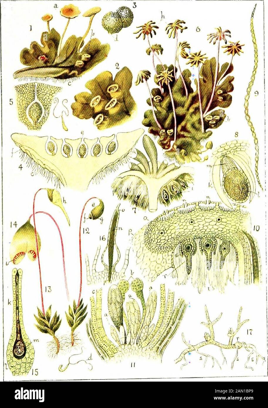 Plant-life, with 74 full-page illus., 24 being from photos, by the author and 50 in colour from drawings . embers of this Order are inevery way an advance upon the Ricciacese, and thestructure is frequently distinctly complicated. It isproposed to devote a little space to a study of a verycommon species, in order that the reader may the bettergrasp the life-story of a fairly representative Liverwort. Marchantia folymorpha grows freely on damp soiland in damp places generally; it may be found on oldwalls, on the walls of hot-houses, and even in plant-pots ; its life-history is fully illustrated Stock Photo