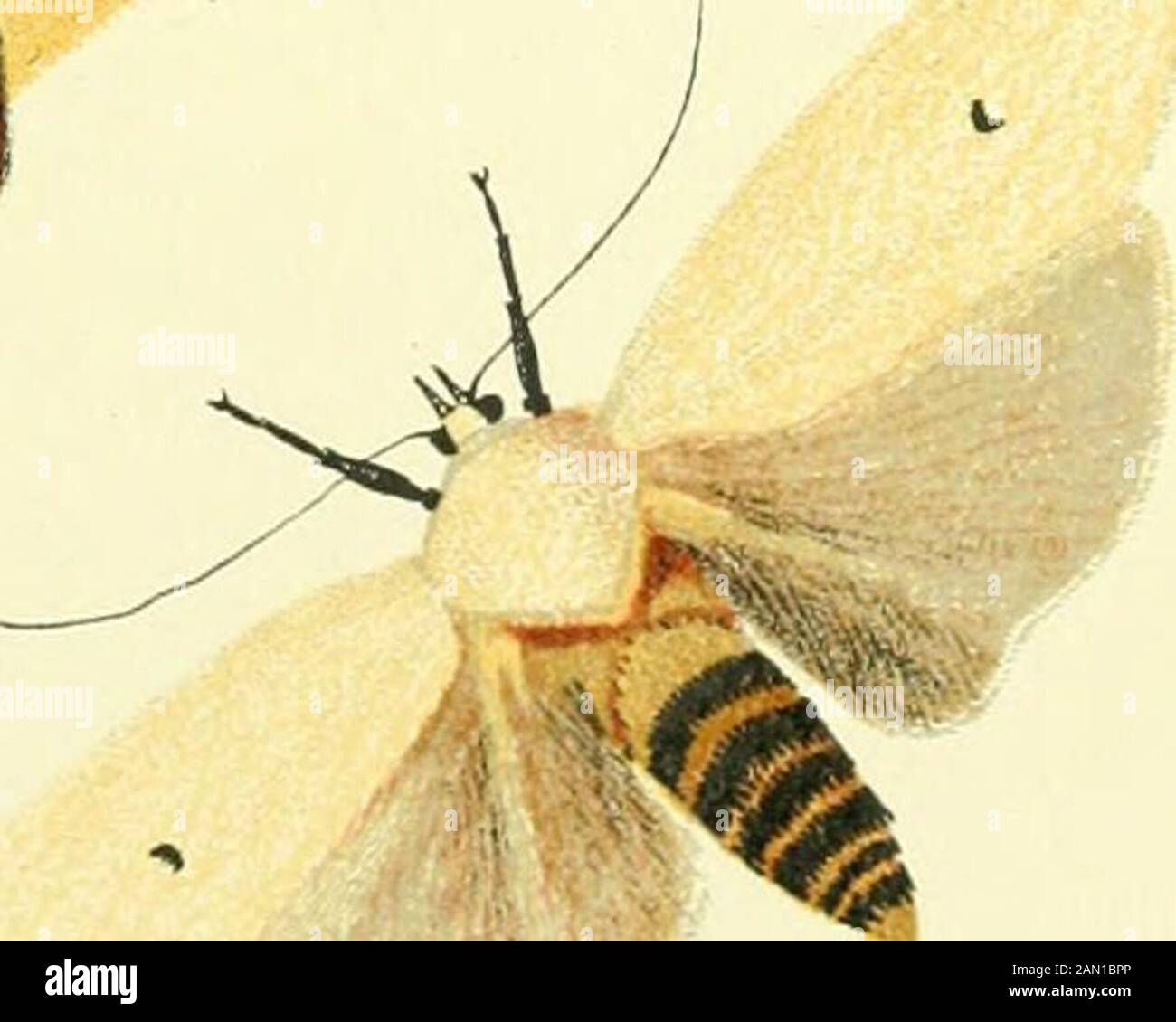 Hirva High Resolution Stock Photography and Images - Alamy