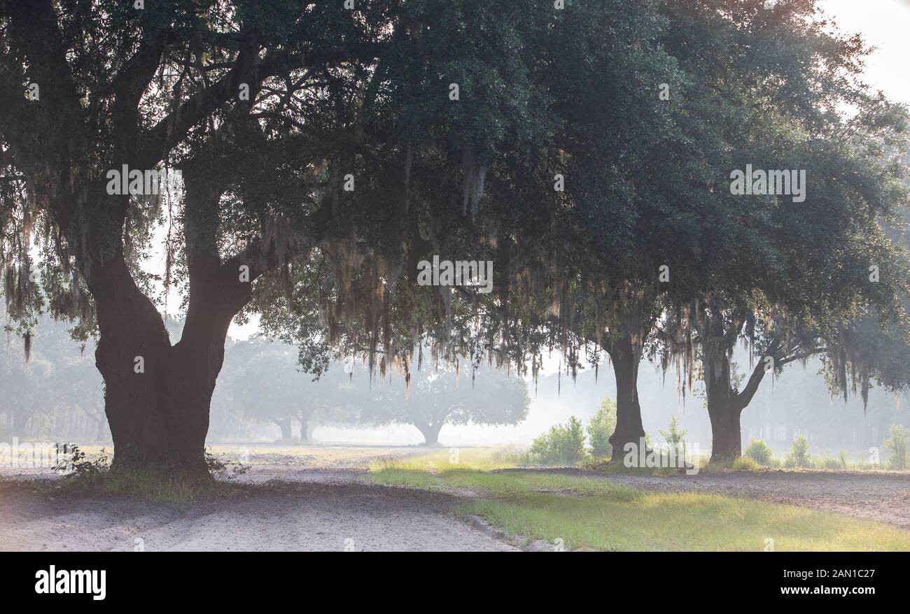 Live Oak trees in South Carolina Stock Photo Alamy