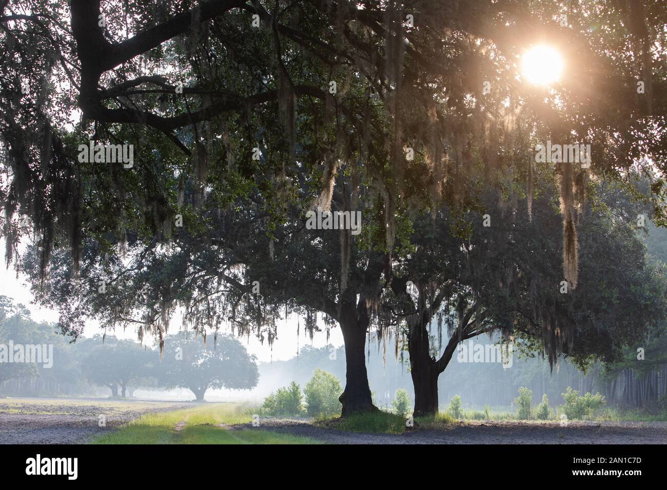 Live Oak trees in South Carolina Stock Photo Alamy
