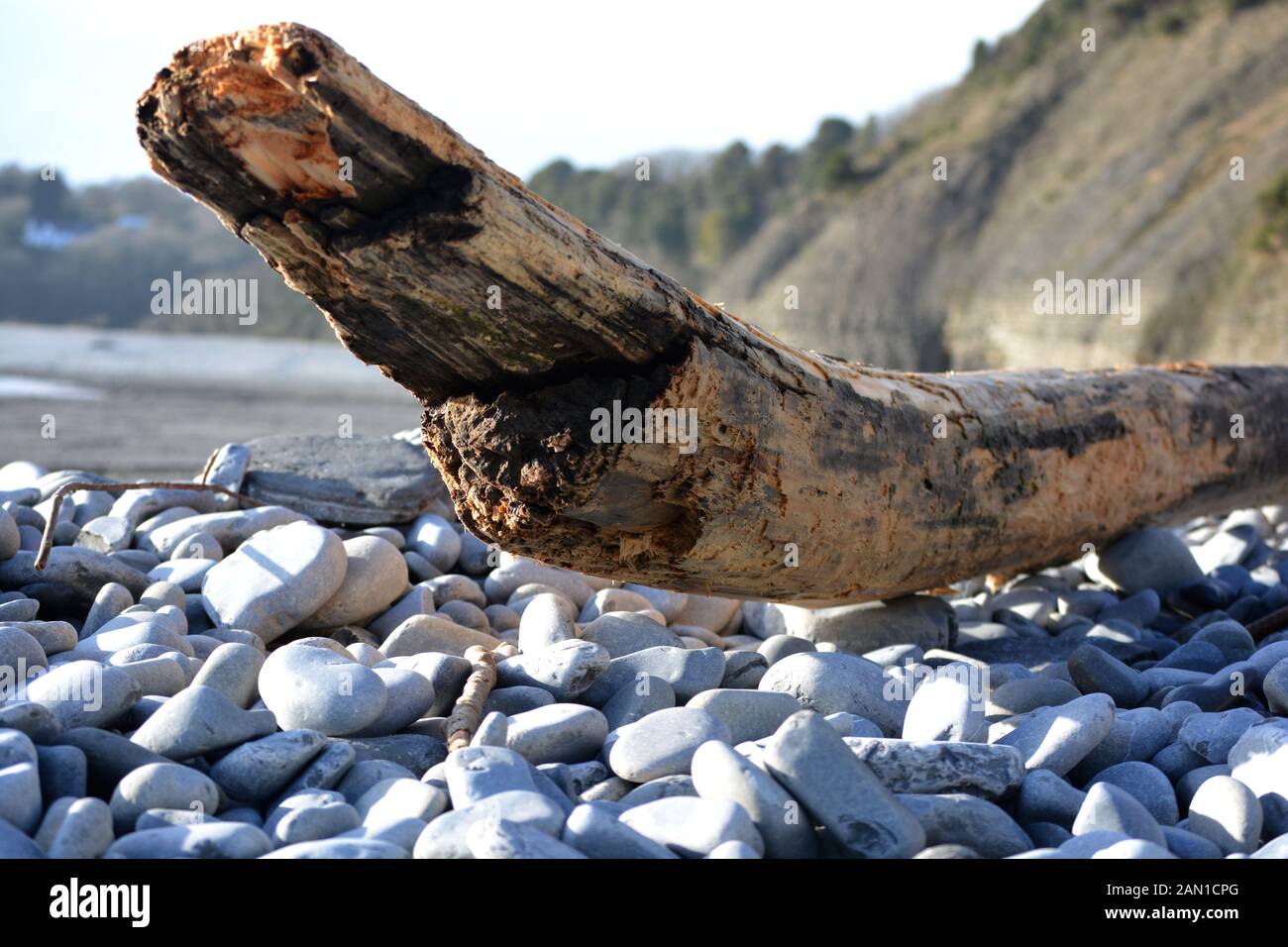 Gnarled and weathered draft wood washed up onto the pebble beach in Cold Knap Barry, South Wales on a sunny Winters morning. Stock Photo