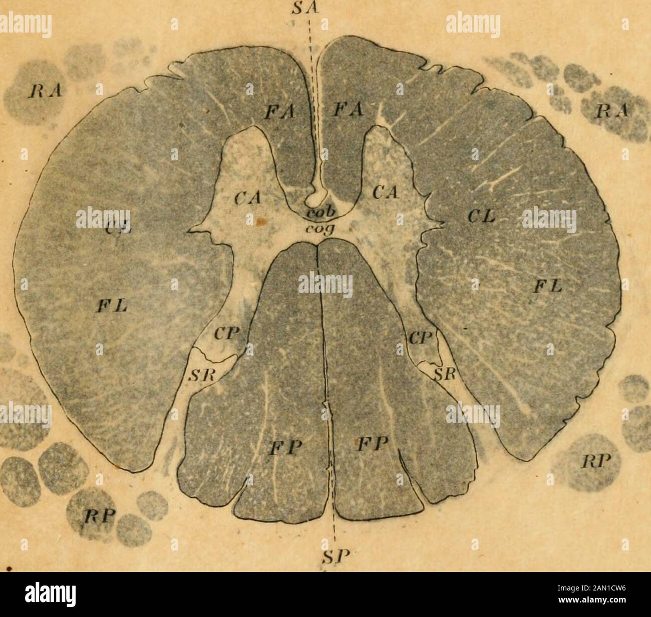 histologie de la substance blanche de la moelle épinière