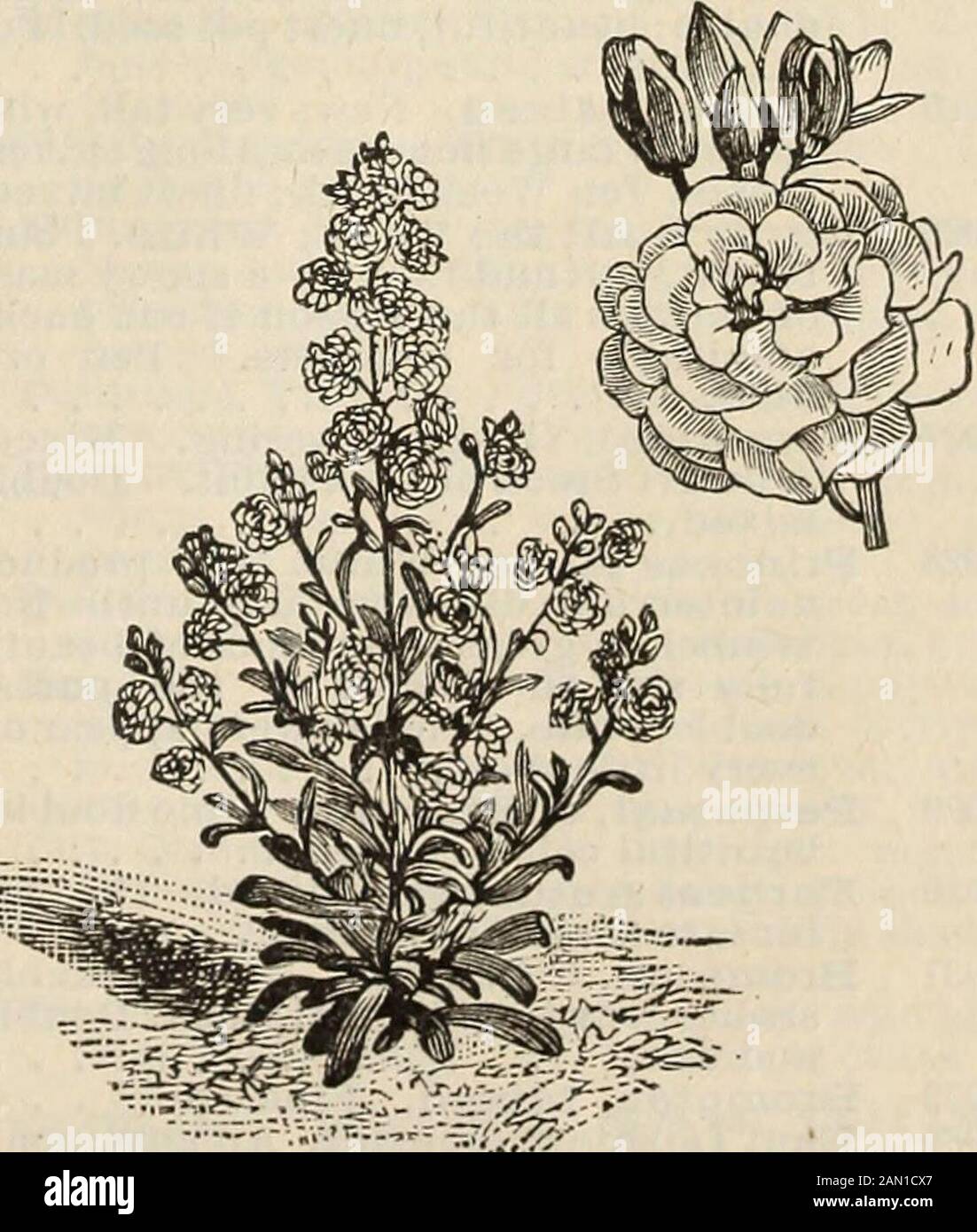 R & J Farquhar & Co's catalogue 1894 : reliable tested seeds plants bulbs fertilizers tools etc. . ches across.Charming for rockv/ork, 10 994 STACHYS Lanata.Silverleaved,hardy perennial; suitable for edgings, ribbonborders, etc. Height, six inches. Peroz.,30c. .05 STATICE. Free-blooming plants withpeculiar flowers, which remain long inperfection. Excellent for winter bou-quets of Everlastings. 995 Annual Varieties. Mixed 05 996 Perennial Varieties. Mixed, 05 997 Halfordi. Blue. Fine greenhouse plant. Uft., 10 998 Suworowi. New; long spikes of pink flowers; free bloomer; annual, 10 999 STELLARI Stock Photo