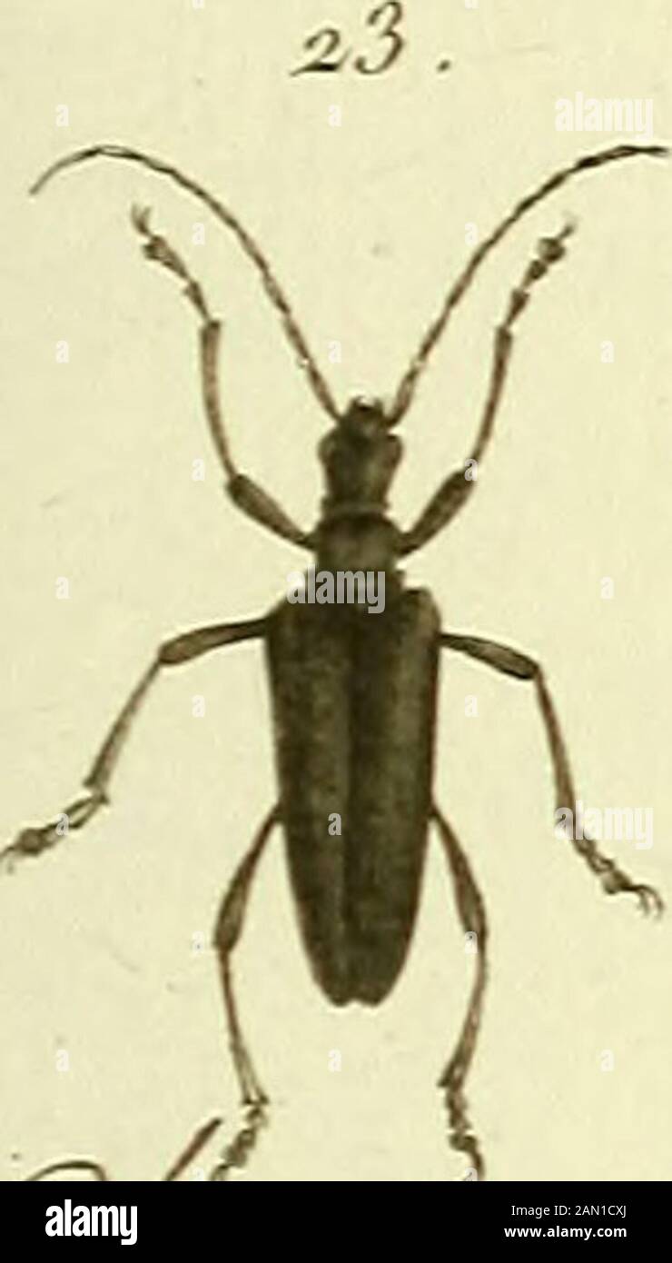 Entomologie, ou, Histoire naturelle des insectes : avec leurs ...