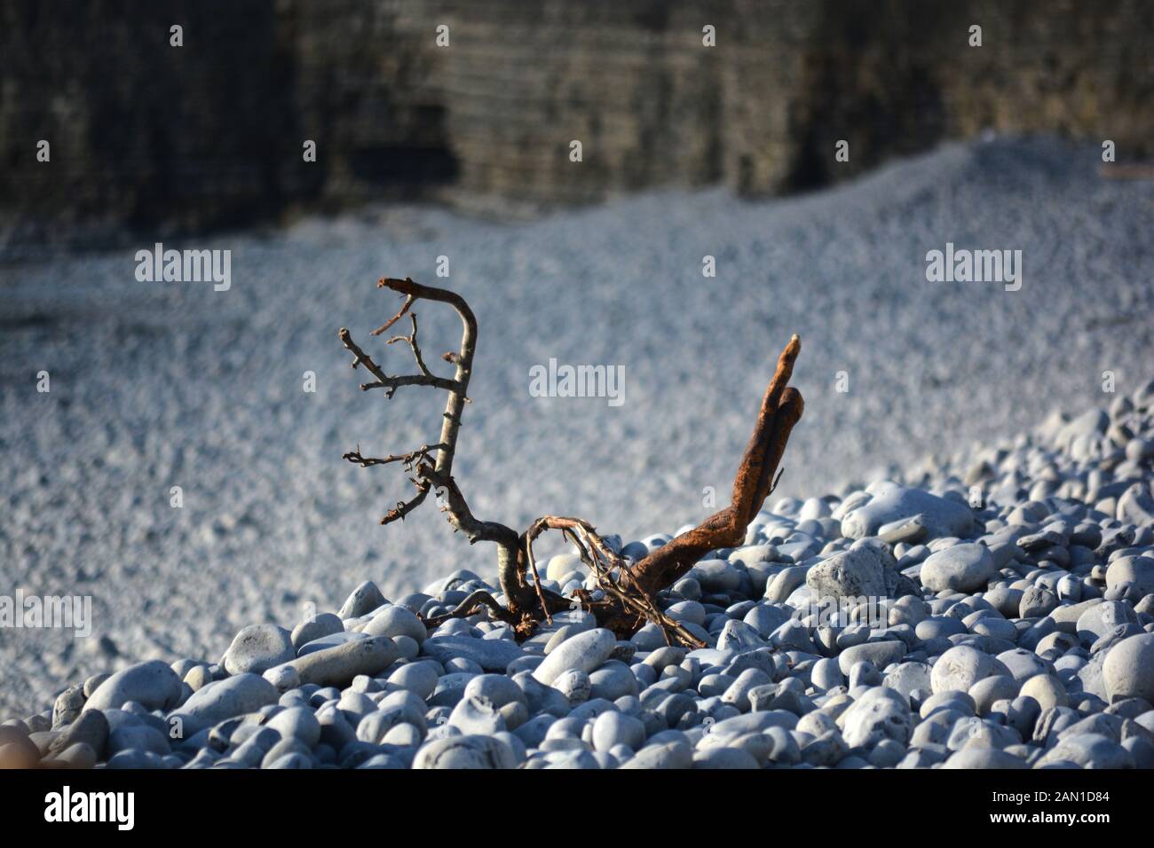 Gnarled and weathered draft wood washed up onto the pebble beach in Cold Knap Barry, South Wales on a sunny Winters morning. Stock Photo