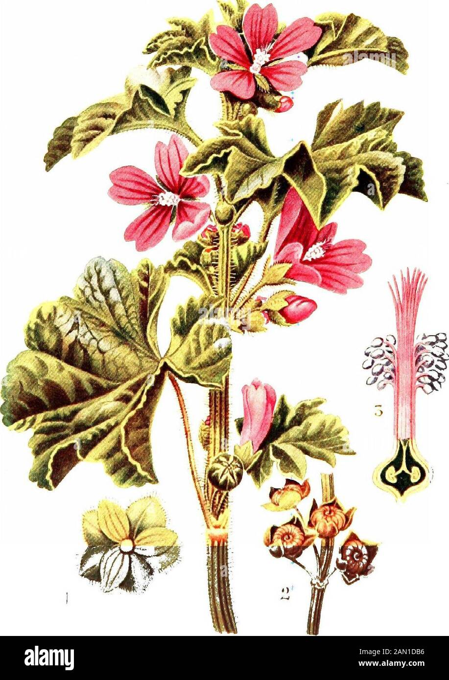 pix Colour Nature Study Drawings alamy